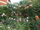 poza flori 248