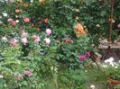 poza flori 249