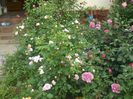 poza flori 262