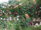 poza flori 276