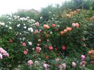 poza flori 283