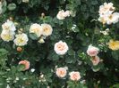 poza flori 205