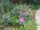 poza flori 236