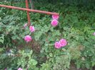 poza flori 241