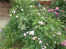 poza flori 246