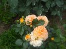 Goldelse