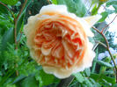 DSCN3639_043