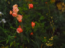 DSCN3652_056