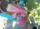 DSCN6080