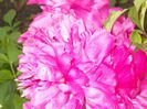 DSCN6143