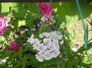 DSCN6158