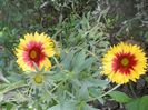 DSCN6165