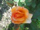 DSCN6131