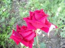 DSCN6135