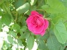 DSCN6136