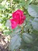 DSCN6148