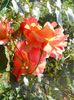 DSCN6153