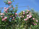 DSCN6162