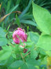 'Souvenir de Madame Auguste Charles' • Madame Auguste Charles