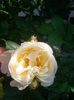 CIMG9642