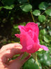 'Pink Cloud'