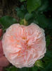 CIMG9585
