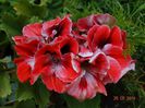 DSC03826