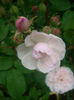 'Blush Noisette' • Blush Cluster • Flesh-coloured Noisette • Noisette carnée • Old Blush Noisette • 