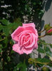 'Coral Dawn'
