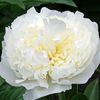 bujor `Duchesse de Nemours`