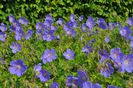 Geranium himalayense `Baby Blue`