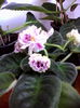 rs gercoginea