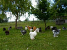 SAM_0731