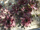 Sempervivum marmoreum  Griseb. 1843