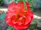 IMG_0408 - Copy