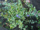 Vinca majore 'Variegata'