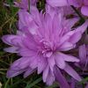 colchicum waterlily 12,04 lei