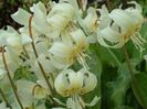erythronium californicum white beauty 4,62 lei