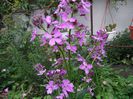 DSCF0799