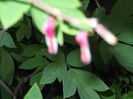DSCF0806