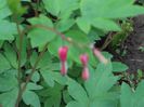 DSCF0807