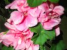 DSCF0823