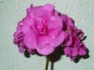 DSCF0824
