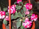 impatiens