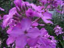 DSCF0867