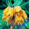 fritillaria imperialis striped beauty 26,86 lei