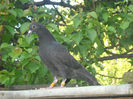 Picture 3071