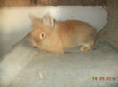 silviu83