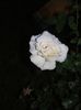 DSCF0507
