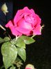DSCF0508
